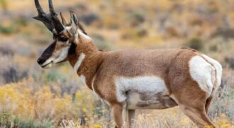 Wyoming Antelope Hunts
