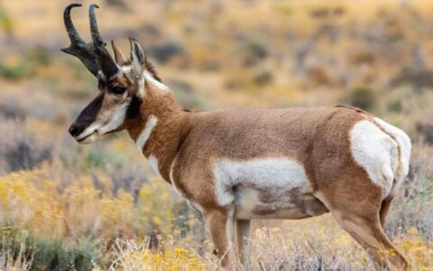 Wyoming Antelope Hunts